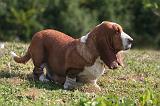 BASSET HOUND 194